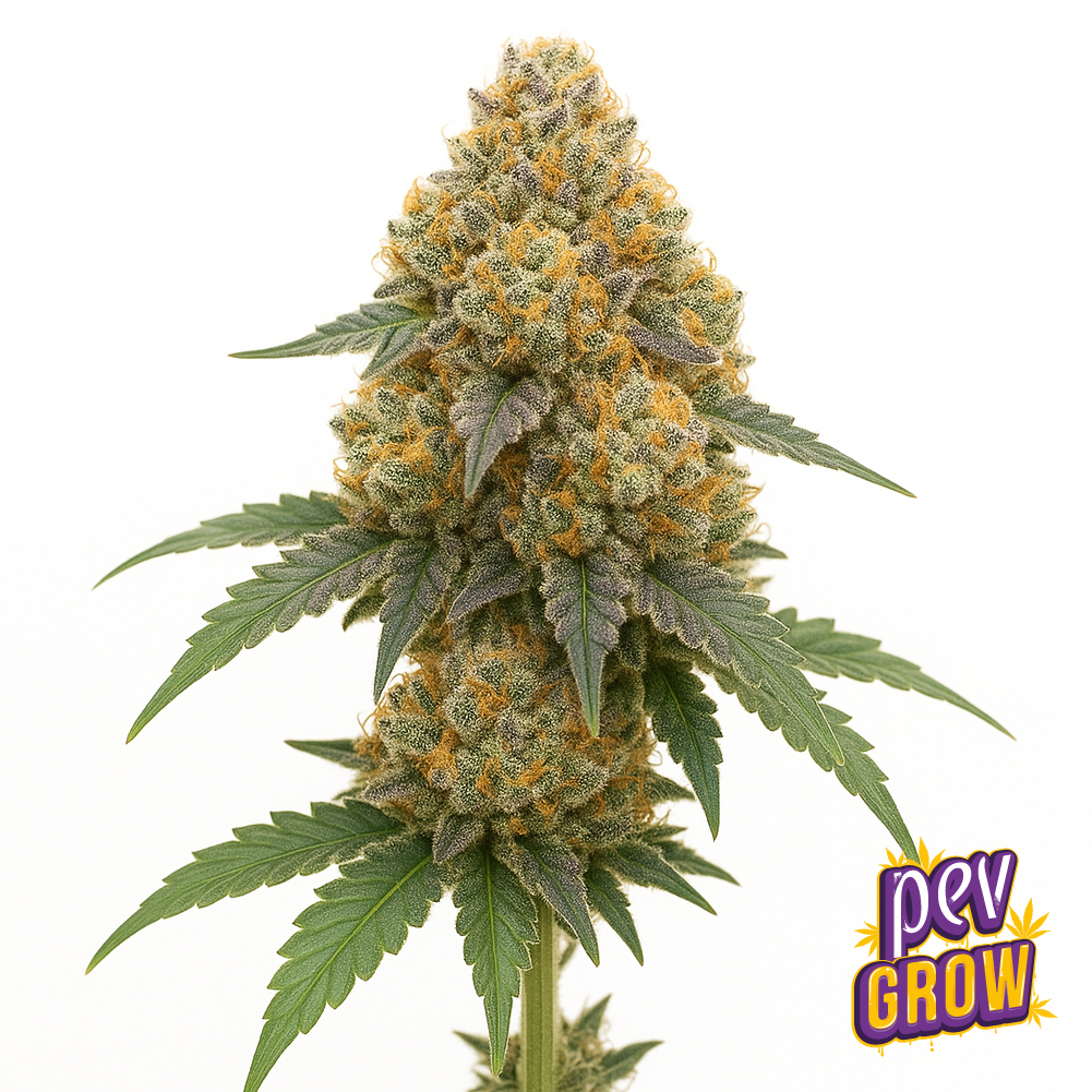 Grape Gas Spain Seeds